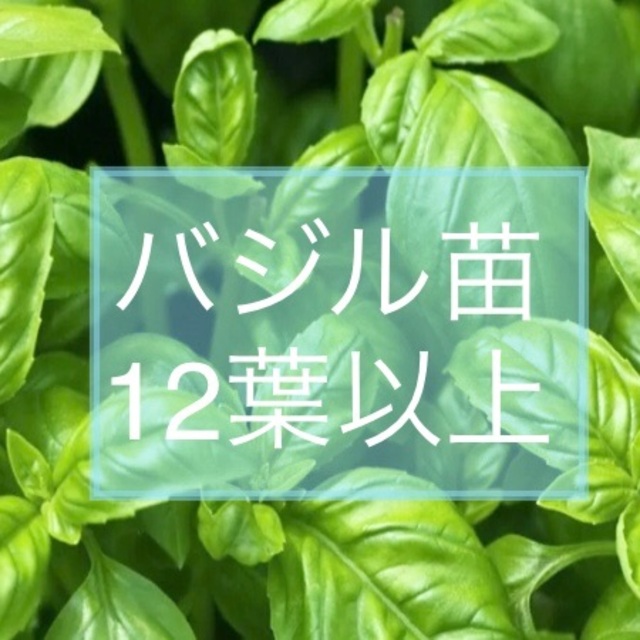 送料込【東京都23区内から発送】バジル苗 インテリア/住まい/日用品のインテリア小物(置物)の商品写真