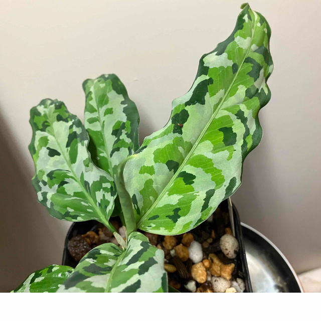 アグラオネマ　アンダマン　aglaonema