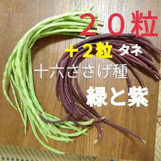 緑と紫色の十六ササゲ種(野菜)