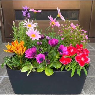 101☆このまま飾れる☆豪華で清楚な寄せ植え 花☆お花畑☆初心者様向け