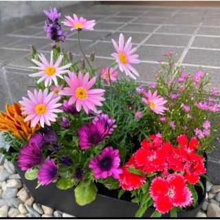 101☆このまま飾れる☆豪華で清楚な寄せ植え 花☆お花畑☆初心者様向け