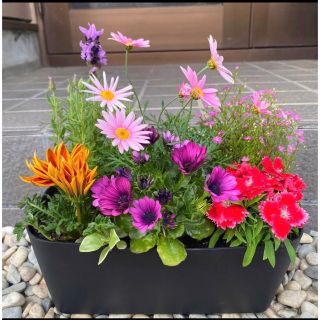 101☆このまま飾れる☆豪華で清楚な寄せ植え 花☆お花畑☆初心者様向け