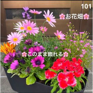 101☆このまま飾れる☆豪華で清楚な寄せ植え 花☆お花畑☆初心者様向け