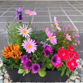 101☆このまま飾れる☆豪華で清楚な寄せ植え 花☆お花畑☆初心者様向け