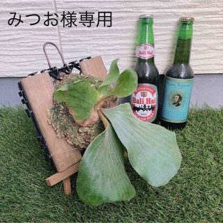 ★壁掛けビカクシダ★ エレフェントティス ※送料込み(その他)