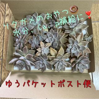 多肉植物　朧月　ゆうパケットポスト　リクガメに最適！(爬虫類/両生類用品)