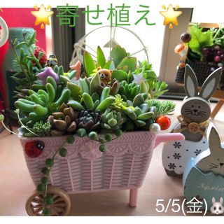 多肉植物❤︎寄せ植え❤︎このまま飾れます❤︎乳母車❤︎ピンク♪(その他)