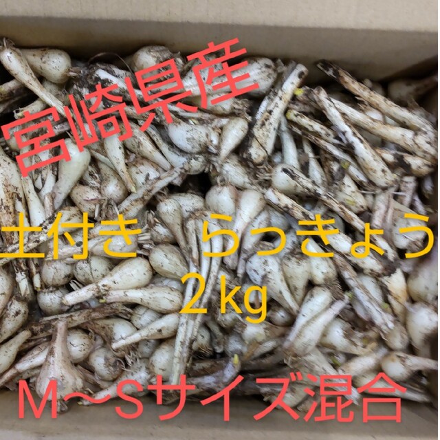 らっきょう　宮崎県産　箱込み重量2kg　土付き　M~Sサイズ混合 食品/飲料/酒の食品(野菜)の商品写真