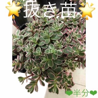 多肉植物❤︎トリカラー❤︎根付き❤︎鉢の中身半分♪(その他)