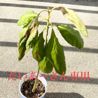 観葉植物　アポカドのタネ　2本(その他)