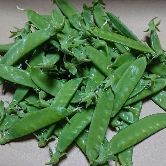 ✳️ワンコイン✳️農薬不使用絹さや300g 食品/飲料/酒の食品(野菜)の商品写真