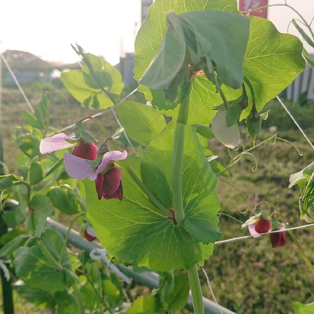 ✳️農薬不使用✳️スナックえんどう300g＋絹さや500～600g 食品/飲料/酒の食品(野菜)の商品写真