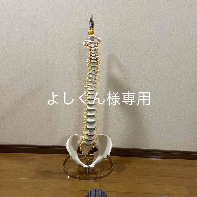 SOMSO 脊柱模型 SOMSO 脊柱模型