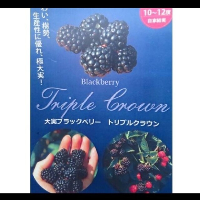 月曜日発送◆トリプルクラウン とげなし ブラックベリー 　どれか1本　抜き苗発送 ハンドメイドのフラワー/ガーデン(その他)の商品写真