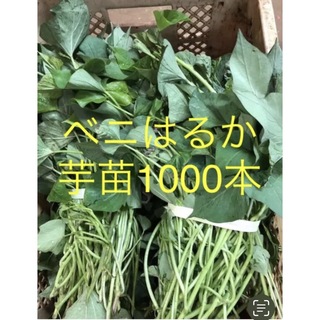 サツマイモ苗ーベニはるか芋1000本(野菜)