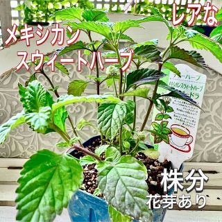 レアな　メキシカンスウィートハーブ　シトリオードラ　株分け　苗　花芽付　甘味料に(その他)