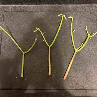 ユーフォルビア　ミルクブッシュ　挿し木苗　観葉植物　多肉植物　グリーンインテリア(その他)