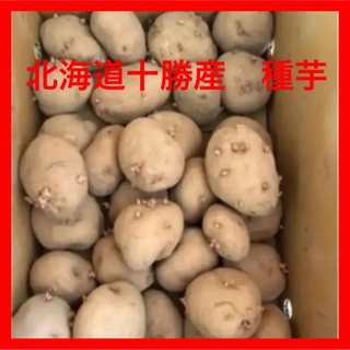 ✨北海道十勝産　種芋✨男爵、北姫、インカ、レッドムーン、メークインから選べます！(野菜)