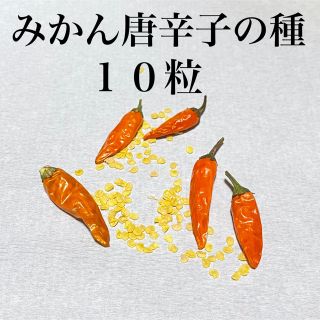 プチファイヤー10粒(野菜)