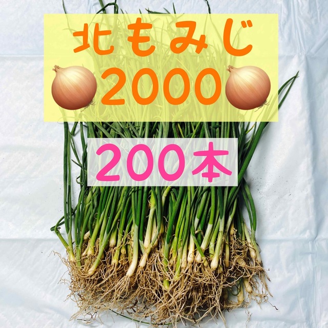 玉ねぎの苗 苗 北もみじ2000 北海道 道東 北見産 1000本 野菜 | starmark.co.jp