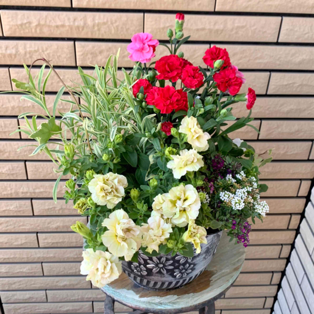 シックな鉢にカーネーションとペチュニアみどりのヴェールの寄せ植え♪花のある暮らし