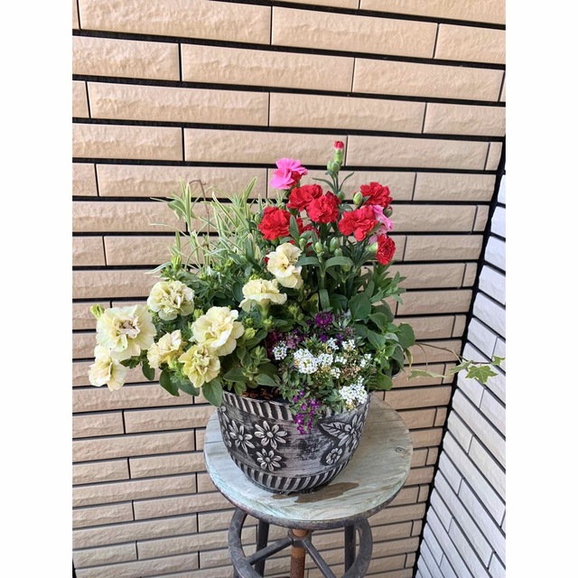 シックな鉢にカーネーションとペチュニアみどりのヴェールの寄せ植え♪花のある暮らし