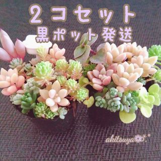 速達 2コセット 即購入OK 多肉植物 パープルヘイズ セダムミックス(その他)