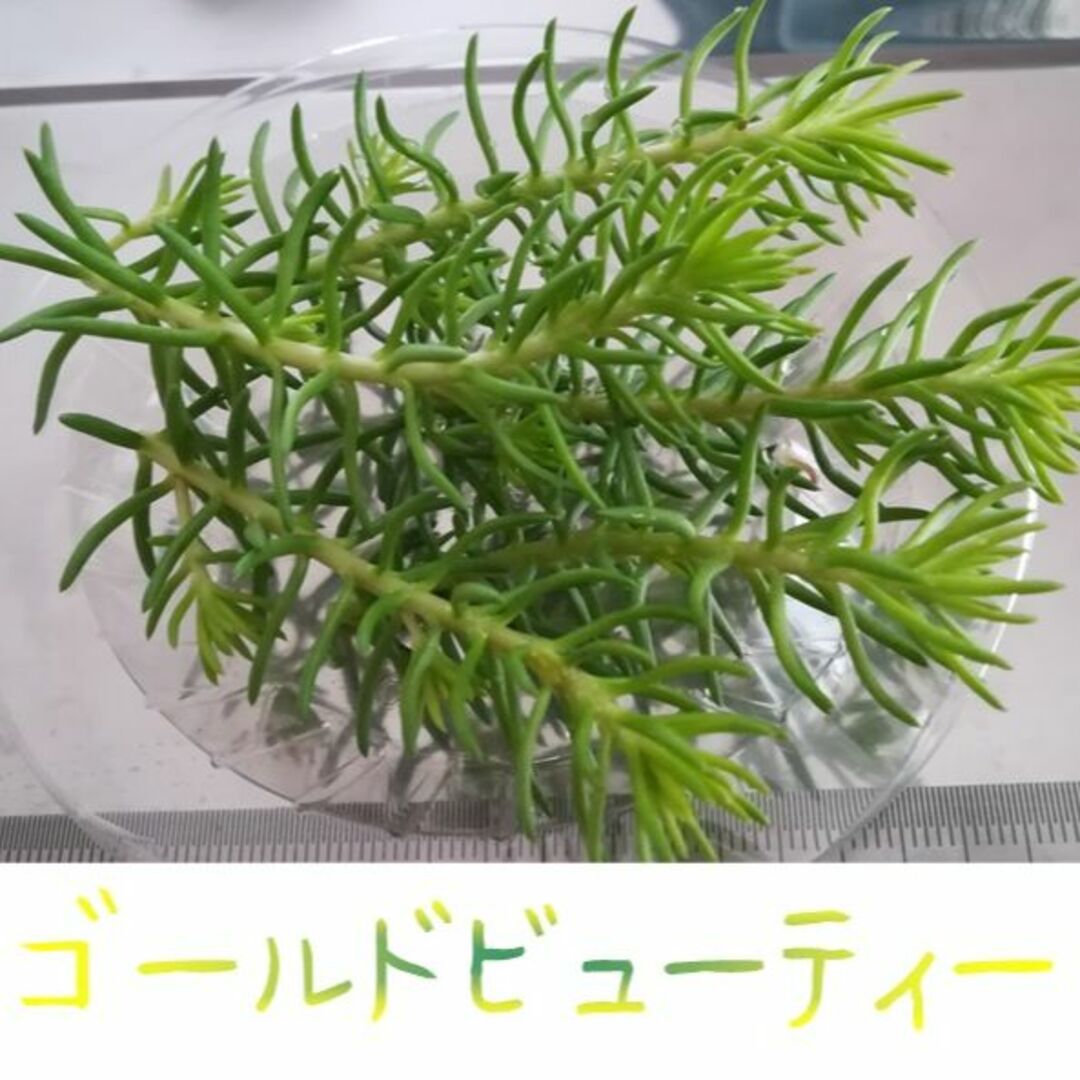 セダム５種カット苗　パリダム他　多肉植物寄せ植え　グランドカバー　グリーンカバー ハンドメイドのフラワー/ガーデン(その他)の商品写真