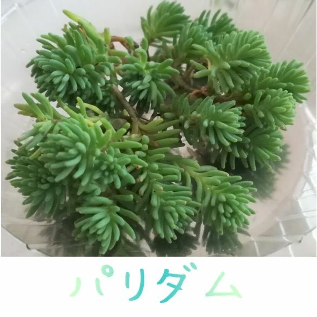 セダム５種カット苗　パリダム他　多肉植物寄せ植え　グランドカバー　グリーンカバー ハンドメイドのフラワー/ガーデン(その他)の商品写真