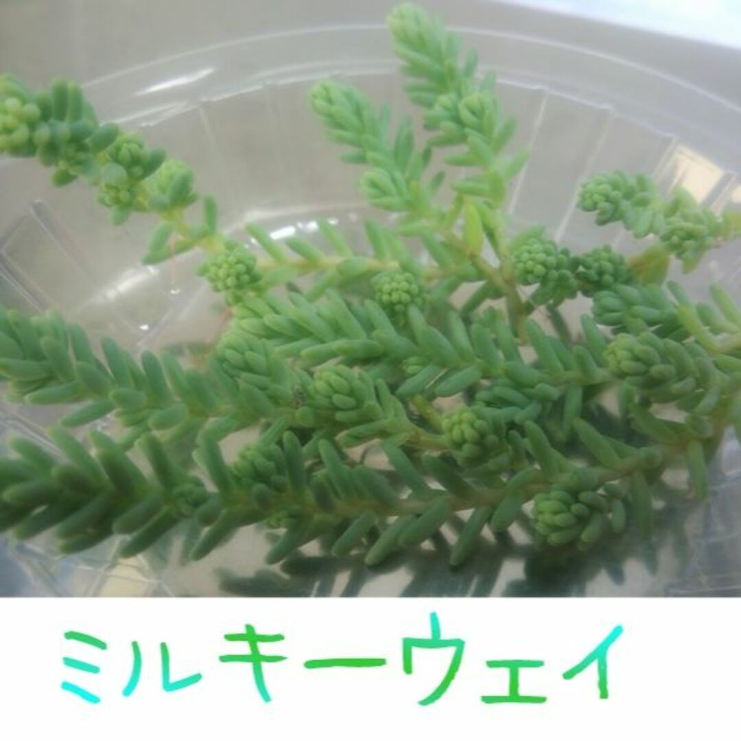 セダム５種カット苗　パリダム他　多肉植物寄せ植え　グランドカバー　グリーンカバー ハンドメイドのフラワー/ガーデン(その他)の商品写真