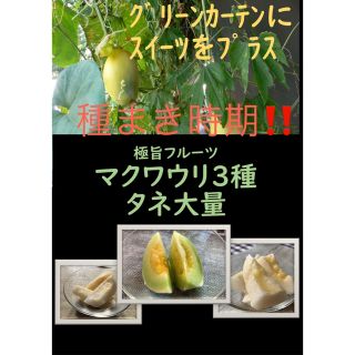 夏の思い出の味に マクワウリ3種　ミニメロン グリーンカーテンの間に(野菜)