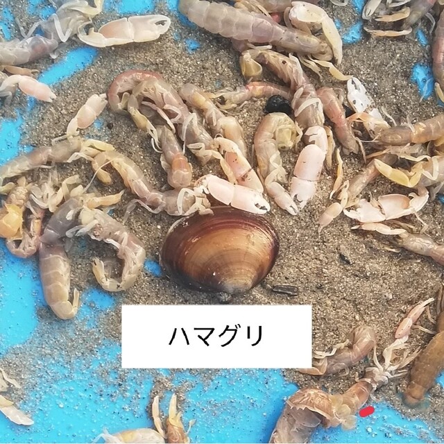 ヤビーポンプ　穴ジャコ　カメジャコ　スナモグリ　釣餌　潮干狩　うなぎ釣　黒鯛 7