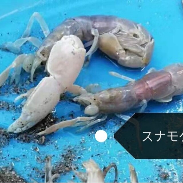 ヤビーポンプ　穴ジャコ　カメジャコ　スナモグリ　釣餌　潮干狩　うなぎ釣　黒鯛 5