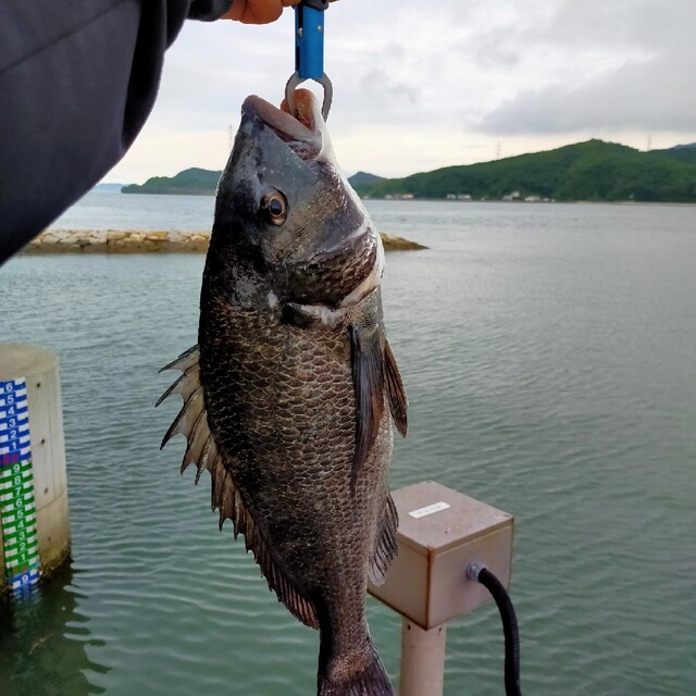 ヤビーポンプ　穴ジャコ　カメジャコ　スナモグリ　釣餌　潮干狩　うなぎ釣　黒鯛 9