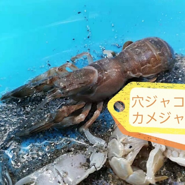 ヤビーポンプ　穴ジャコ　カメジャコ　スナモグリ　釣餌　潮干狩　うなぎ釣　黒鯛 6