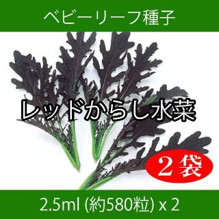 ベビーリーフ種子 B-22 レッドからし水菜 2.5ml 約580粒 x 2袋(野菜)