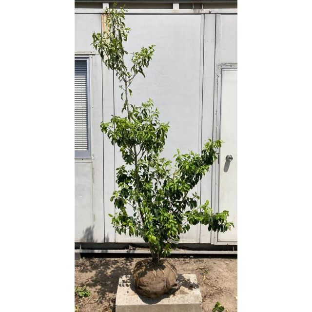 《現品》ソヨゴ　株立ち(雌株)　樹高1.8ｍ（根鉢含まず）192【苗木/植木】