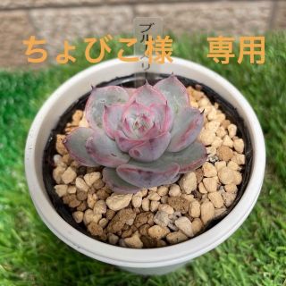 多肉植物　ブルーベリームーン　抜き苗(その他)