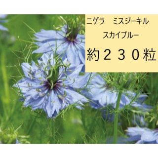 【花の種】ニゲラ　ミスジーキルスカイブルー　1.25ｍｌ　約２３０粒(プランター)