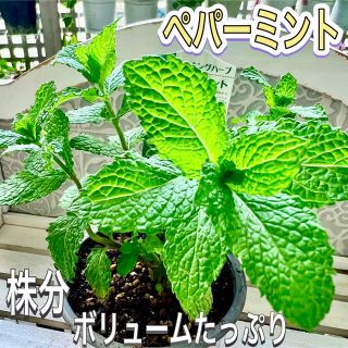 ペパーミント　株分け　苗　清涼感　お料理　ハーブティー　花粉症　マッサージ(その他)