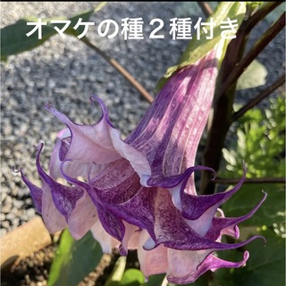 チョウセンアサガオ紫、朝鮮朝顔ミニ　各100粒以上(その他)