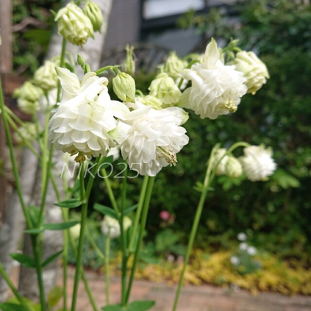 大人気❣️オダマキ八重(白)種20粒 ハンドメイドのフラワー/ガーデン(その他)の商品写真