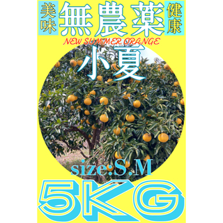 高知県産無農薬小夏5kg(フルーツ)