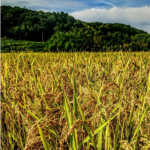 令和４年産新米 低農薬玄米１０キロ 山田錦の里より農家直送　(精米サービス中) 食品/飲料/酒の食品(米/穀物)の商品写真