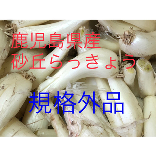 鹿児島県産砂丘らっきょう【規格外】5キロ(野菜)