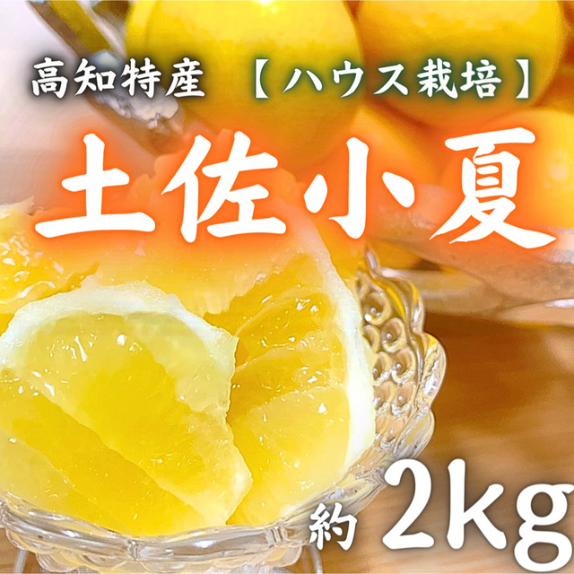 高知特産 ハウス土佐小夏 サイズおまかせ 約2kg 日向夏 食品/飲料/酒の食品(フルーツ)の商品写真