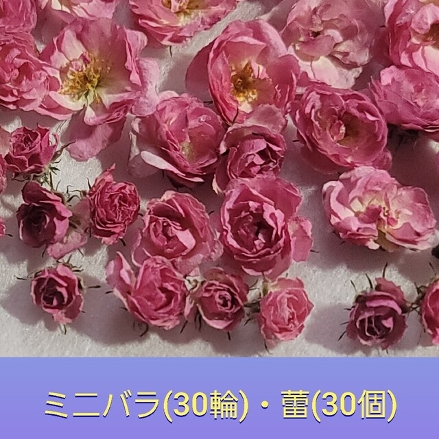 ドライフラワー花材(可愛いミニバラ) ハンドメイドのフラワー/ガーデン(ドライフラワー)の商品写真