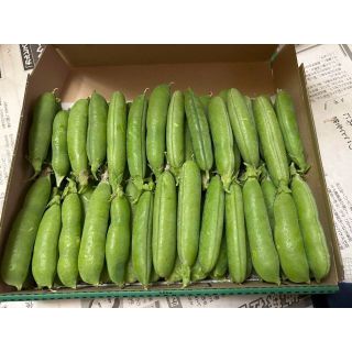 高知県産 無農薬 グリンピース ぐりんぴーす 約900g(野菜)