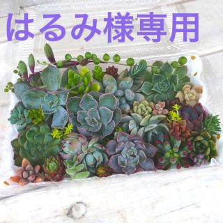 多肉植物カット苗 専用(その他)