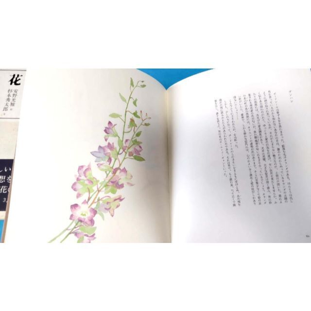 花 安野光雅／絵　杉本秀太郎／文水彩画で有名な安野先生の本です エンタメ/ホビーの本(アート/エンタメ)の商品写真